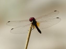 Closeup picture of Dragonfly Red Head