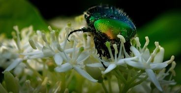 Shiny Bug macro foto