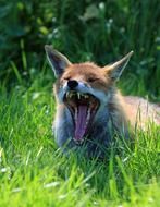 wild red fox yawns