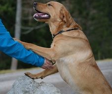 charming Friendship with Labrador