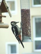 Woodpecker Bird