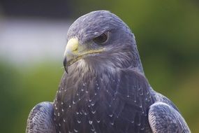 Falcon Head close up, blurred background