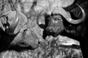 buffalo, black and white photo