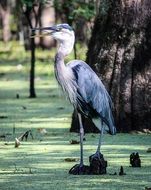 Blue Heron bird in a pond