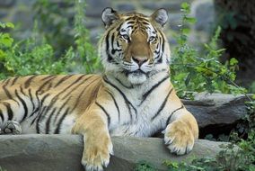 Siberian tiger is resting in the aviary