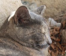 sleeping domestic cat