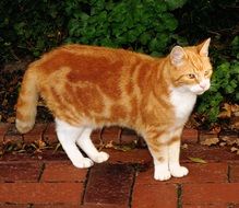 red domestic cat on the garden path