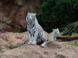 amazing white bengal tigers
