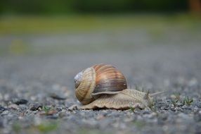 snail creeping on the ground