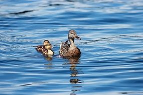 cute lovely Duck and Babies on Lake