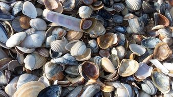 a lot of seashells