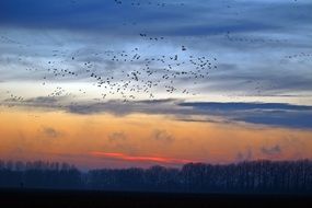 flock of wild geese in the evening sky