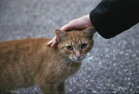 petting the red cat