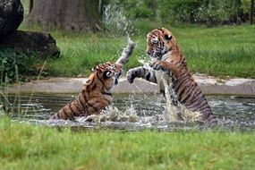 Tiger play
