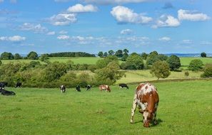 cows graze in a green meadow in spring