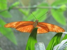 wild orange butterfly on the blade of grass