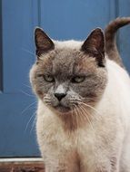 pretty Feline Animal