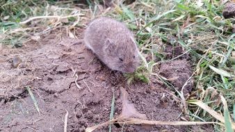 vole in a field