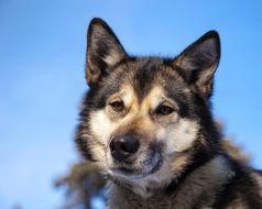 portrait of a husky dog