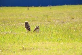 two owls in the meadow