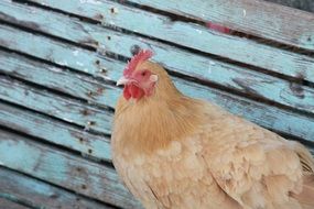 Red chicken in the chicken farm