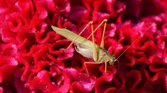 grasshopper on a red flower