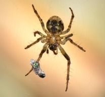 macro picture of the spider caught a fly in its web