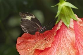 butterfly on a flower petal