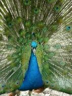 Peacock with open green feathers