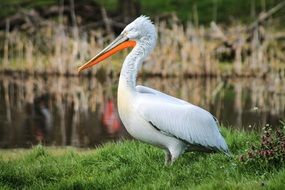 pelican bird with large orange beak