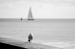 Bird near the sea
