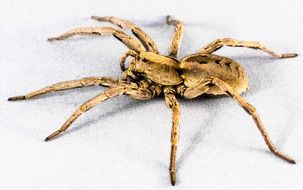 spider on a white fabric
