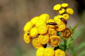 yellow flowers being pollinated