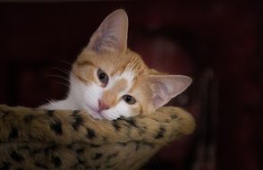 relaxed cute kitten on blurred background