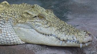 dangerous wild white alligator