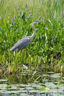 Grey Heron at Water among plants