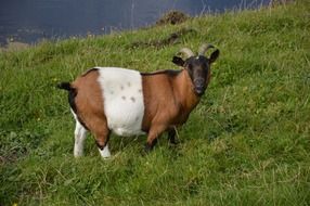 goat walks on green grass