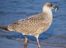 enchanting Gull
