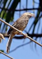 white-headed babbler on wire in india