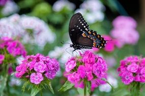 Butterfly on purple flowers close-up on blurred background