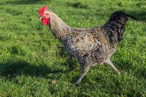 chicken running on the grass