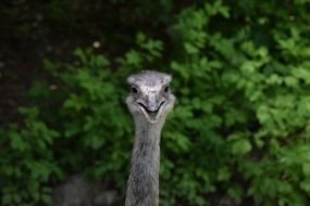 enchanting Emu