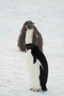 two penguins on the snow in Antarctica