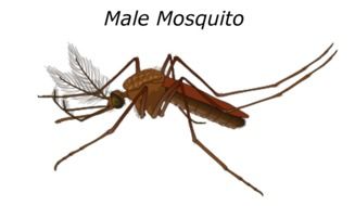 Male Mosquito Malaria Bug Pest