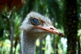 blind ostrich head