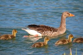 duck with ducklings on the water