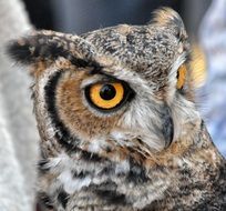 bright-eyed bird of prey close-up