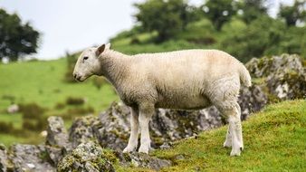 white farm sheep on the rocky meadow