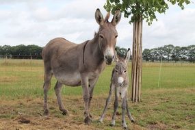 baby donkey with the mother on the field