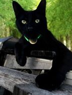 Domestic black abandoned Cat